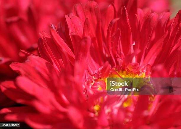 Beautyful Flor Vermelha - Fotografias de stock e mais imagens de Amarelo - Amarelo, Beleza, Beleza natural