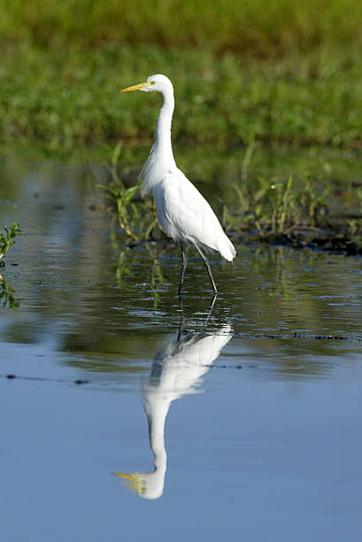 silberreiher vogel, kakadu, australien - kakadu egret australia bird stock-fotos und bilder