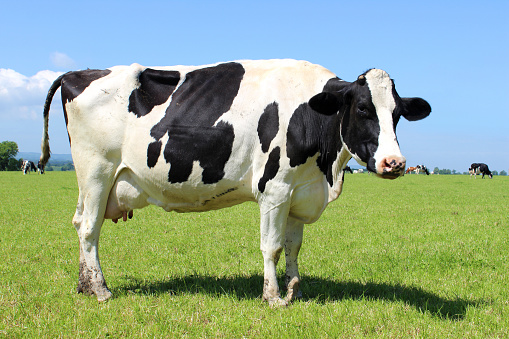 Photo showing a small herd of black and white Holstein Friesian cows on a dairy farm, pictured eating / grazing in a particularly lush, green field with a blue sky, dotted with fluffy white clouds.