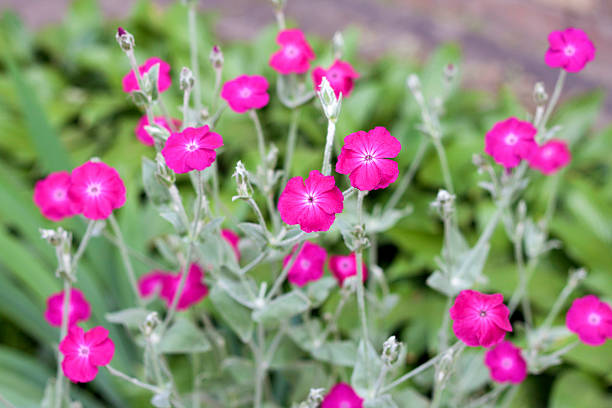 Silene coronaria (rose campion) flowers closeup