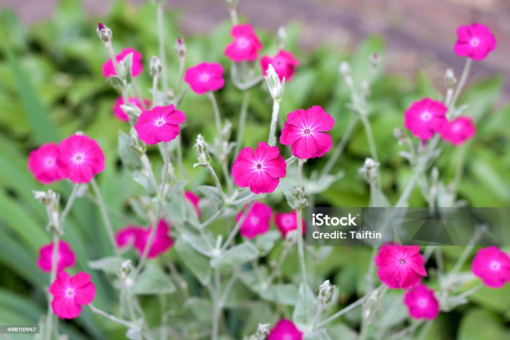 Silene coronaria (rose campion) flowers closeup Rose Campion Stock Photo