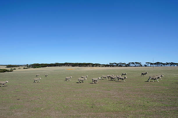 istock Australian farm landscape 498111039