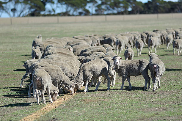 istock Australian farm landscape 498111041