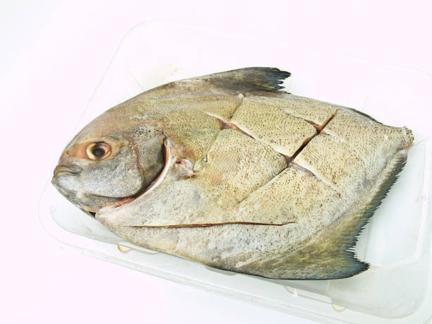 istock fresh butterfish on cleared plastic tray isolated on white background 498111273