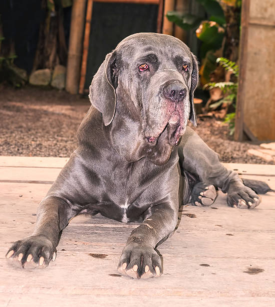 istock Neapolitan Mastiff Adult Dog 498111382