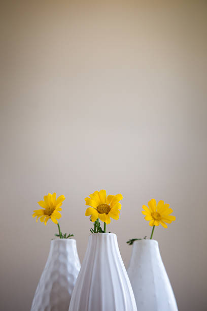 Gros plan de trois fleurs jaunes en vases blancs. - Photo