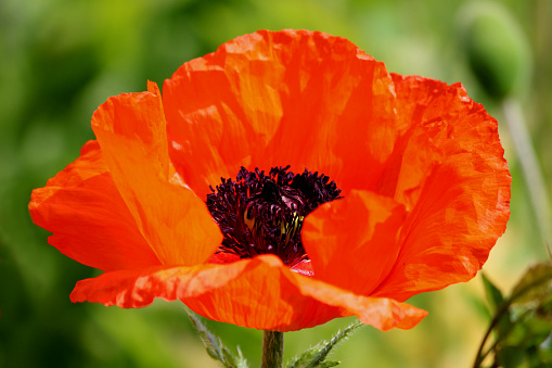 Close-up photo showing a large perennial red poppy flower that is growing in an ornamental garden flower border.  This particular variety is known as a Brilliant Red Oriental Poppy (Latin name: Papaver Orientale 'Brilliant').