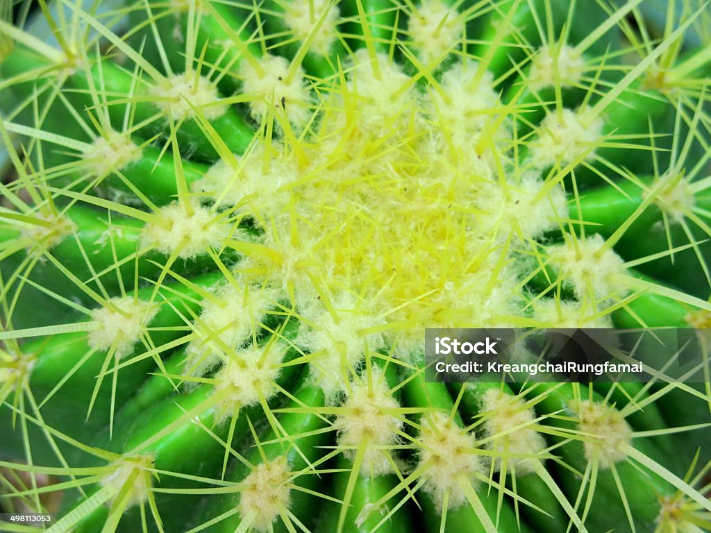 Cactus - Zbiór zdjęć royalty-free (Bez ludzi)