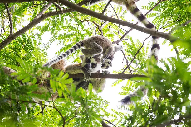 Cute ring tailed lemur baby on the head of his mother playing on a green tree in Madagascar.