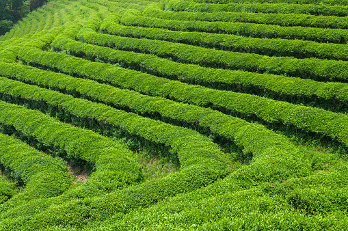 The Boseong tea fields in South Korea.