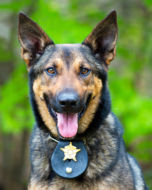 Portrait of working police dog stock photo