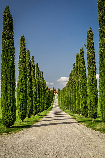 istock Agritourism in Tuscany with cypresses path 498114881