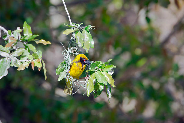 istock Village weaver in Kruger National park 498115584