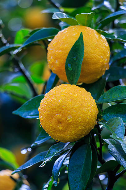 Yuzu: citrus junos é um tipo de japonês de cítricos - foto de acervo