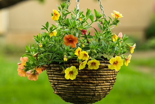 Summer flowers in hanging basket. blur, green,  backround. a woven basket of flowers, Wicker Flower Basket