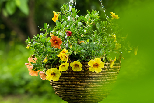 Summer flowers in hanging basket. Blur, green,  backround. a woven basket of flowers, Wicker Flower Basket. Little green blur in foreground. very pretty and beautiful image, 