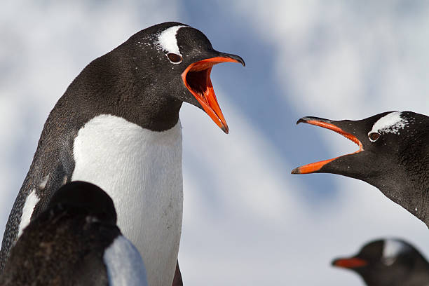 istock Gentoo penguin two during an argument at the nests 498115949
