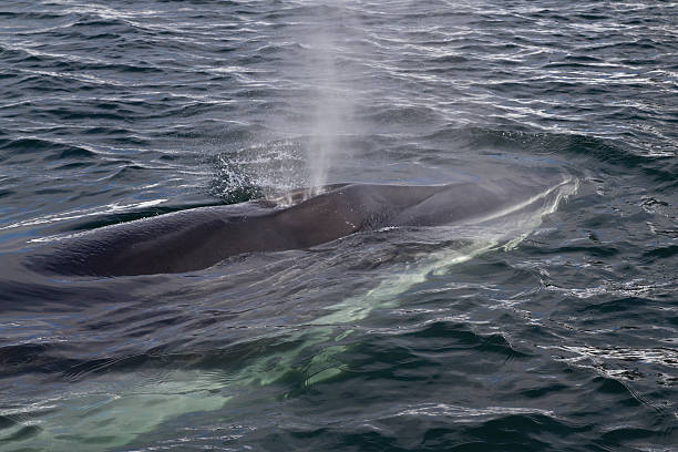 istock Minke whale pop-up on the ocean surface 498115951