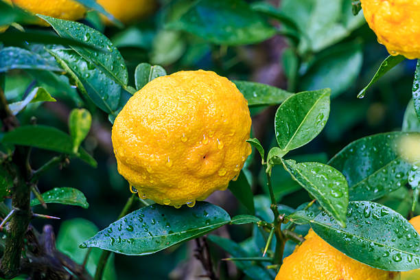 Yuzu: citrus junos jest rodzaju japoński owoce cytrusowe, – zdjęcie