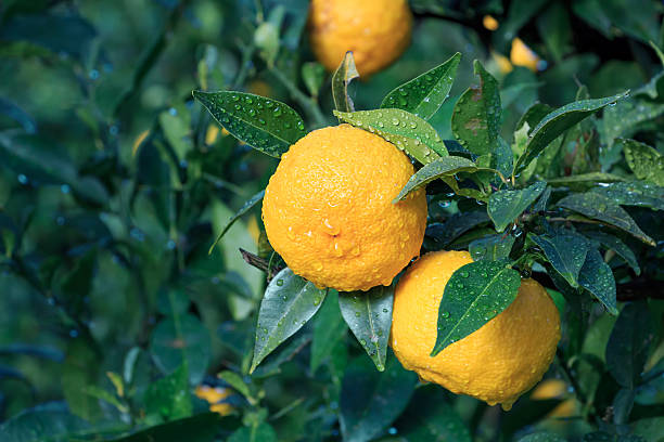 Yuzu: citrus junos é um tipo de japonês de cítricos - foto de acervo