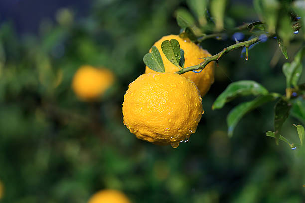 istock Yuzu: Citrus junos is a kind of Japanese citrus 498116242