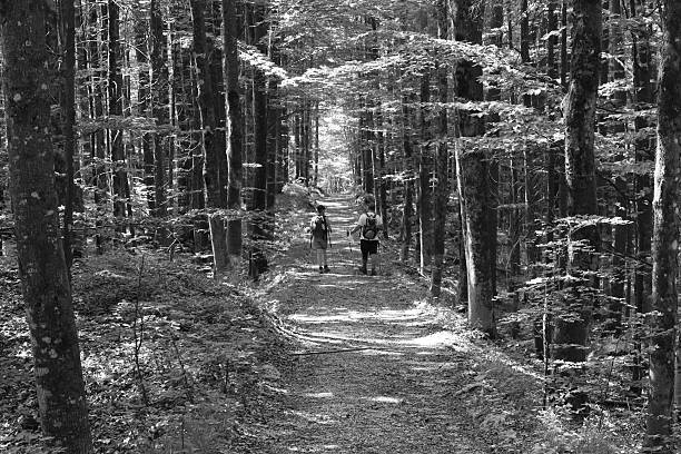 berg - alm bavaria mountain summer fotografías e imágenes de stock