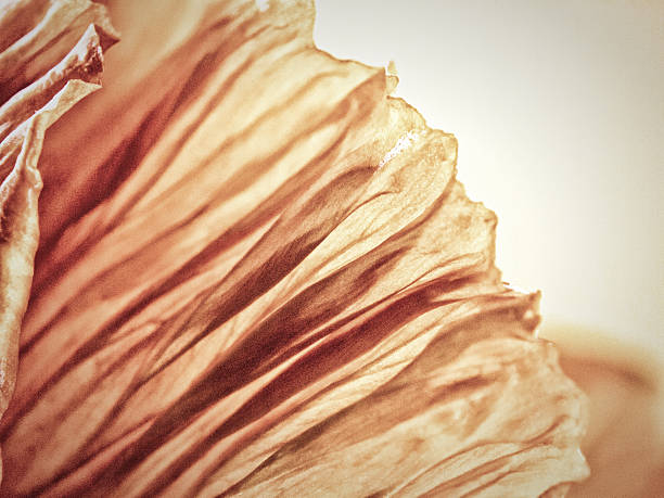 istock poppy flower, papaver 498116426