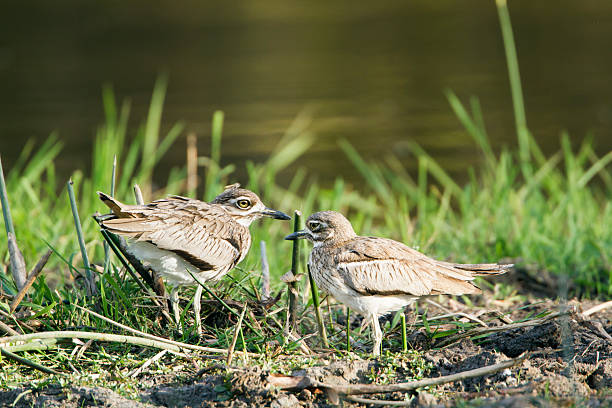 istock Water thick-knee in Kruger National park 498116840