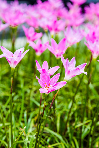 istock pink flower in the graden 498116889