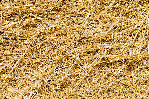 istock yellow straw closeup as background 498117450