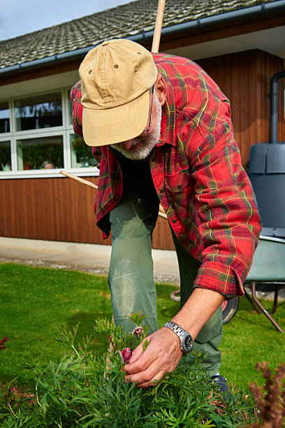 istock Looking for weed in the carefully kept garden 498118326