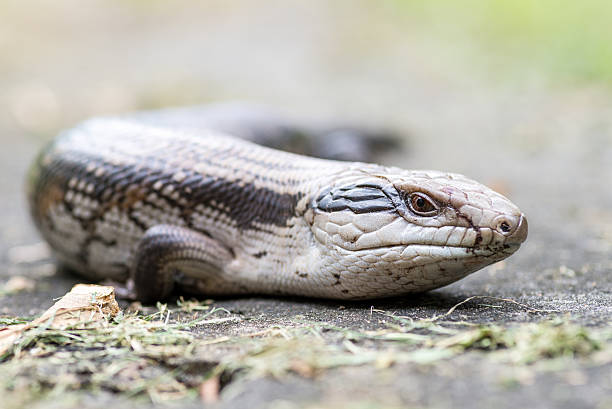 istock Blue tongued skink 498118622