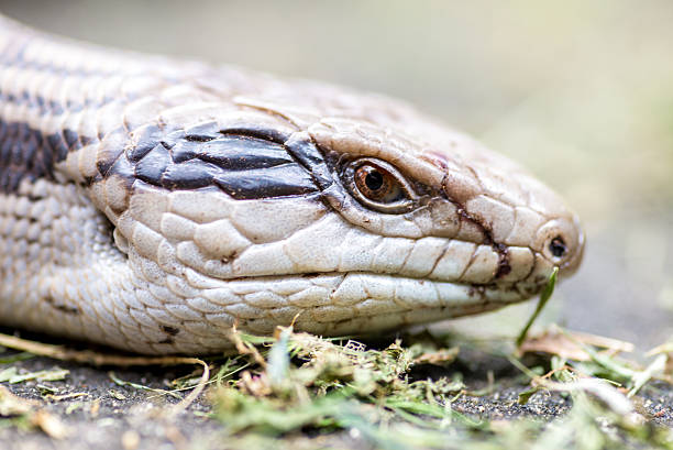 istock Blue tongued skink 498118772