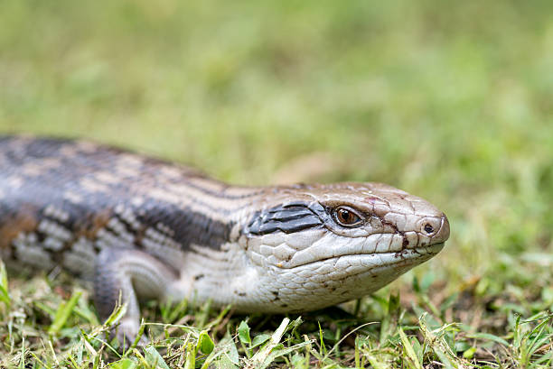istock Blue tongued skink 498118826