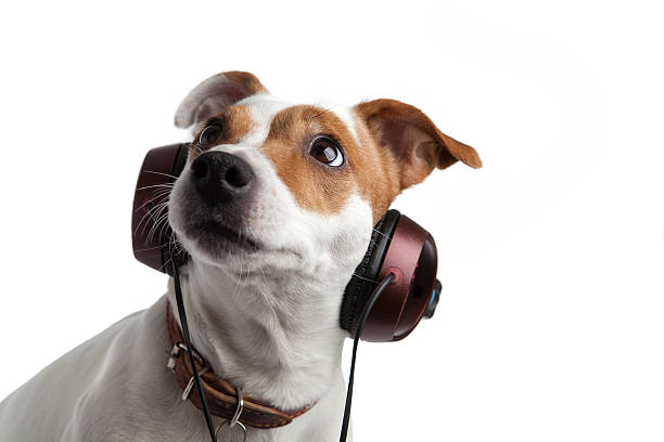 istock Terrier wearing headphones and collar 498119490