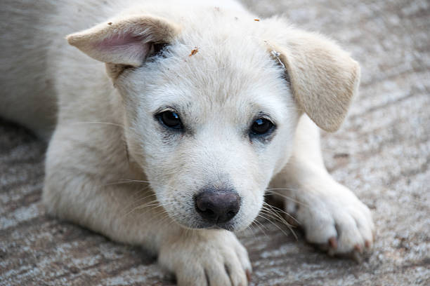 Close up the white little dog ragged