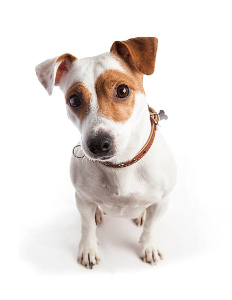 istock jack russell terrier dog sits and stares 498119950