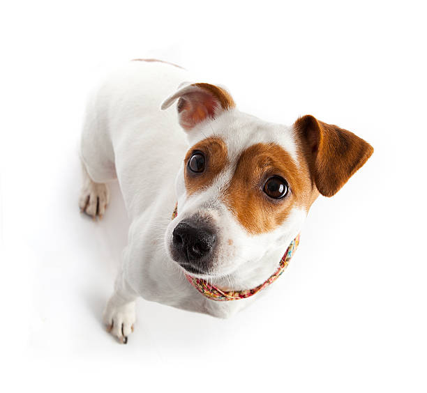 istock dog sitting and looking from the bottom up 498120188