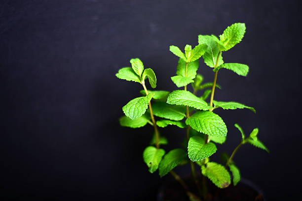 istock Fresh mint leaves on black board for background 498121144