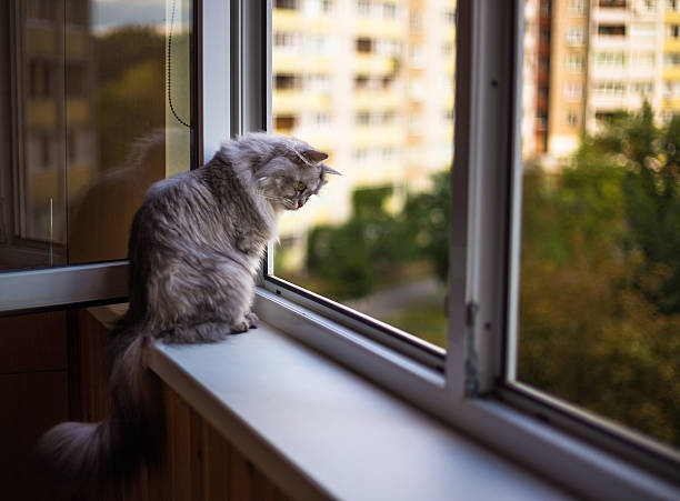 istock Beautiful cat sitting on a windowsill and looking to the 498121302