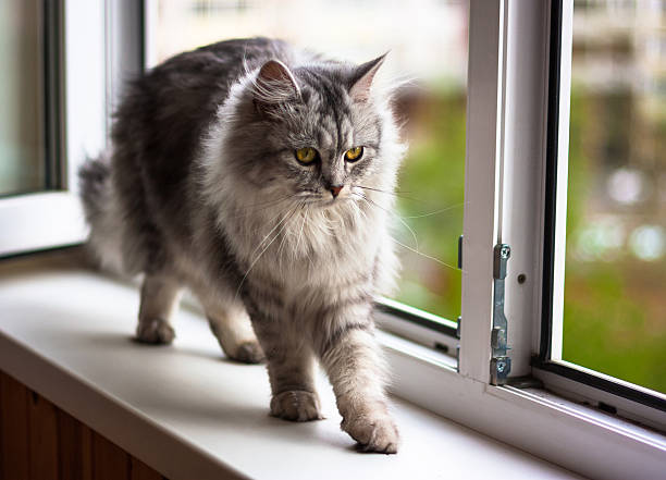 istock Beautiful cat sitting on a windowsill and looking to the 498121344
