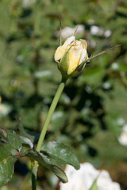 로즈 bud - plant size 뉴스 사진 이미지