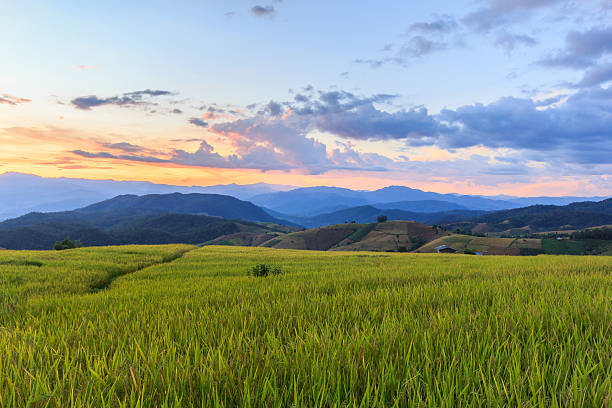 istock Green Terraced Rice Field in Pa Pong Pieng 498122032