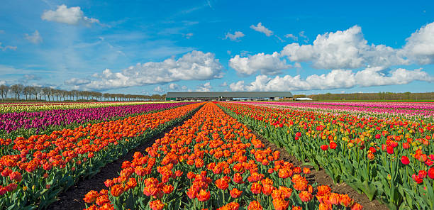 istock Tulips in a sunny field in spring 498122758