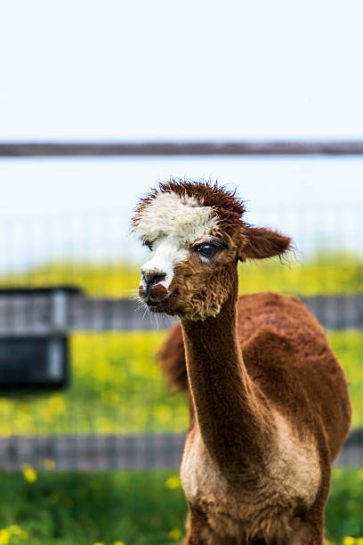 istock Alpaca on Monte Baldo in Malcesine 498124654