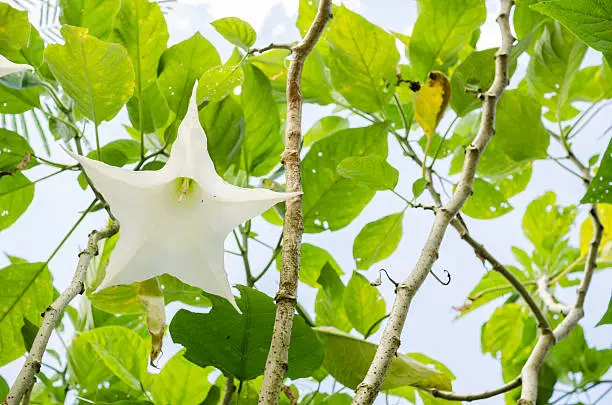 White Brugmansia flower or Angel's trumpets in the garden or nature