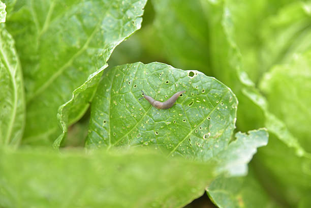 istock Slug in the garden 498126154