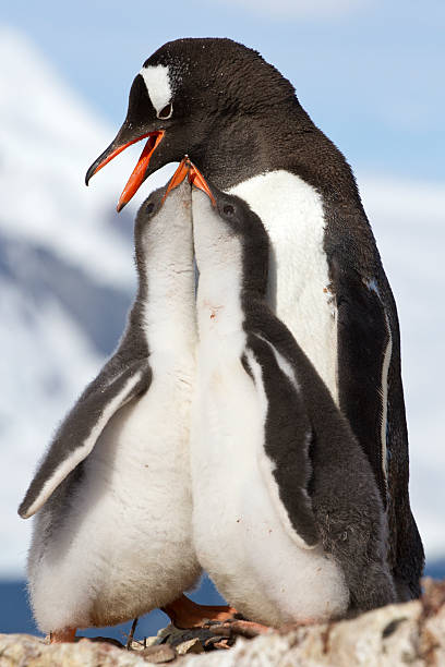 dois frangos e fêmea gentoo penguins em período de amamentação - tony snow fotos imagens e fotografias de stock
