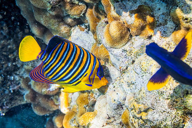 istock Royal angelfish, Pygoplites diacanthus on Red Sea 498126411