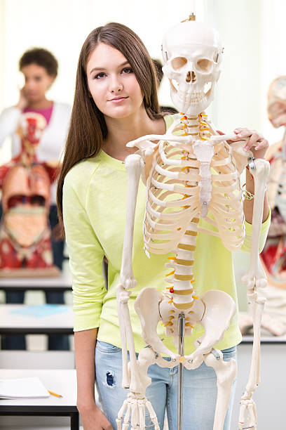 estudiante de medicina de examinar un esqueleto modelo en montaje tipo aula - anatomy classroom human skeleton student fotografías e imágenes de stock
